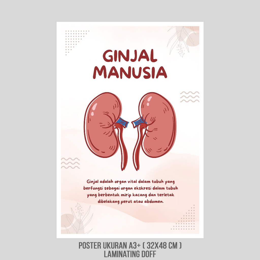 Poster Edukasi Organ Ginjal Manusia