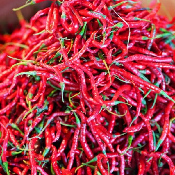 

TIPE OOI412 Cabe / Cabai Merah Keriting 500 gr