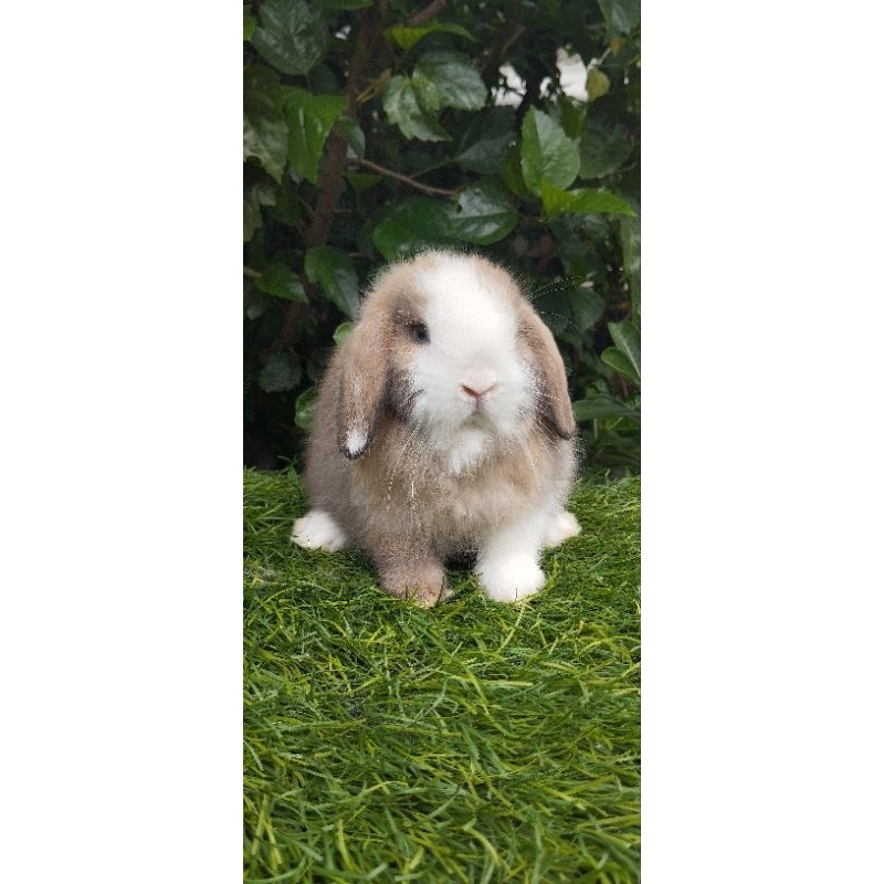 Kelinci holland lop vienna markinh totoise black Jantan
