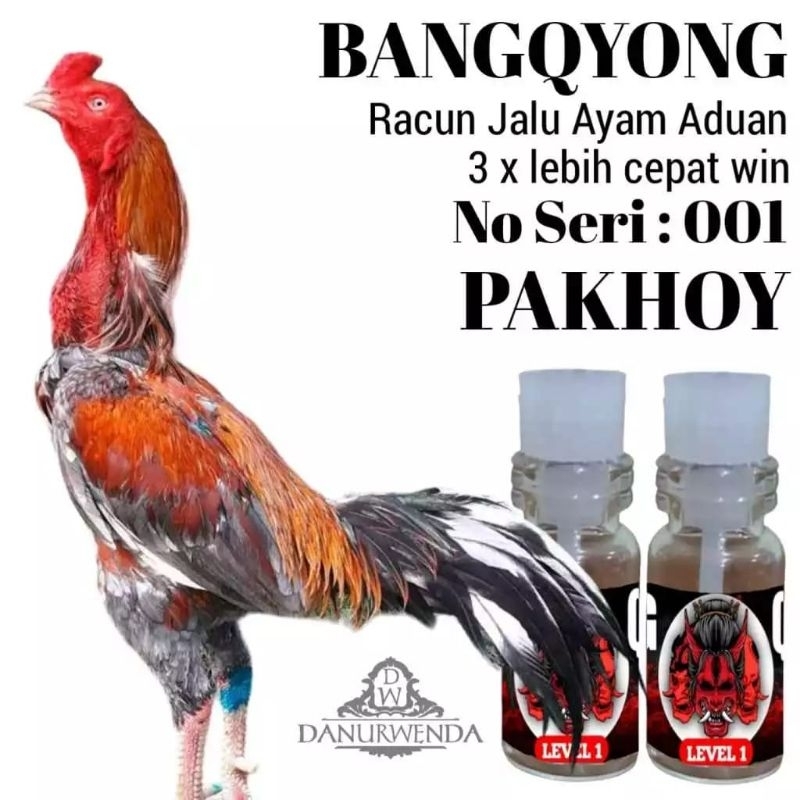 Sabung ayam Bangkok aduan Racun Bangkok Pakhoy no seri 001