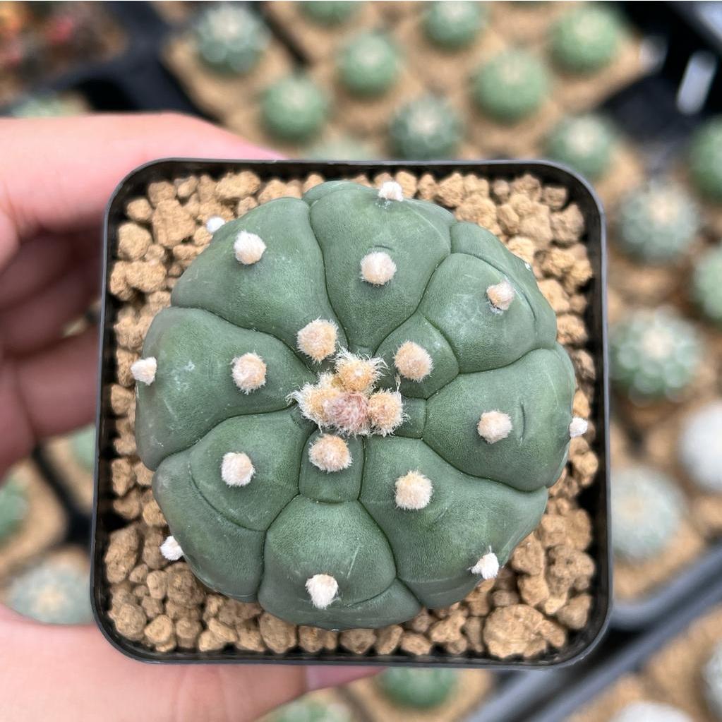 Kaktus Astrophytum Kikko Turtle | Astro Kikko #3