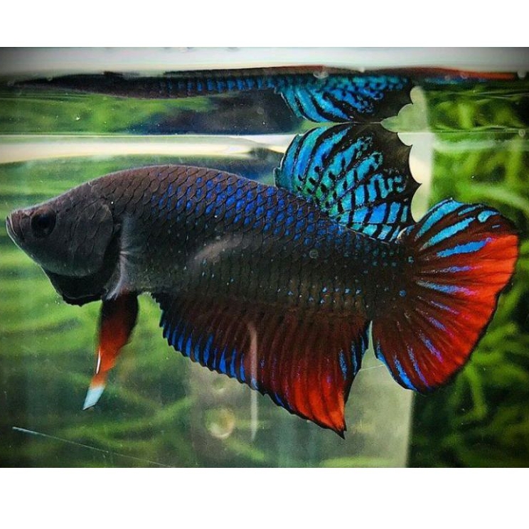 Ikan Cupang Aduan Import Ipoh Malaysia Silangan Medan Super Siap Tempur