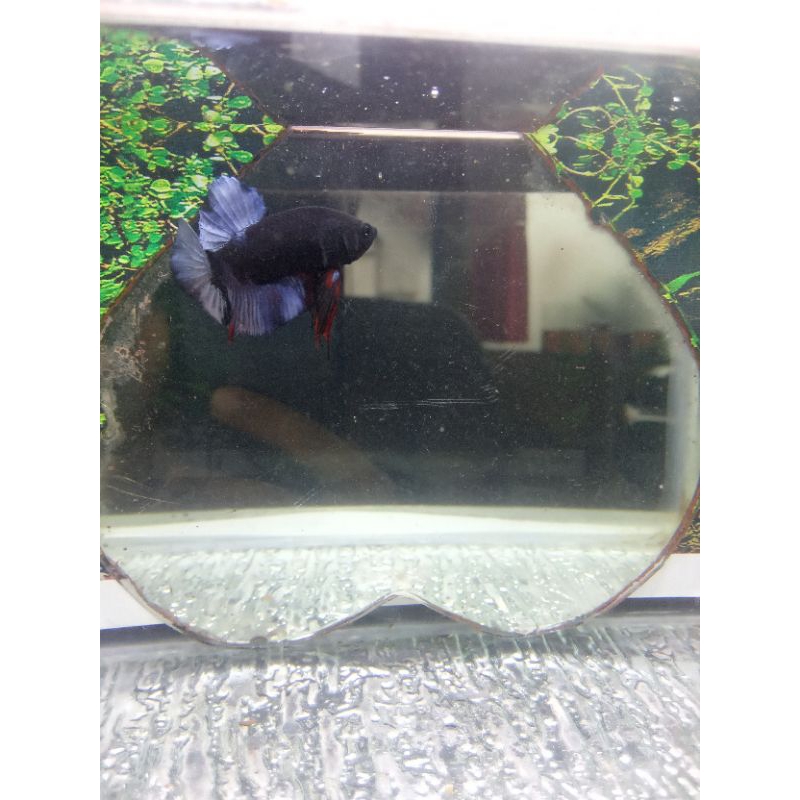 cupang avatar black series