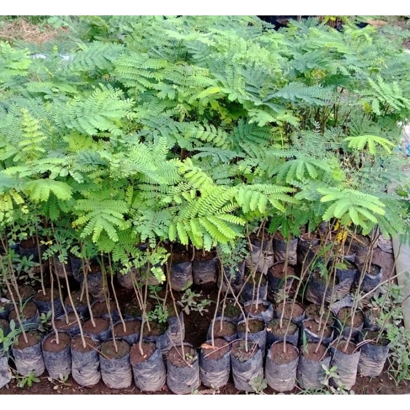 Bibit Pohon Sengon | Pohon Albasia | Bibit Pohon Arba