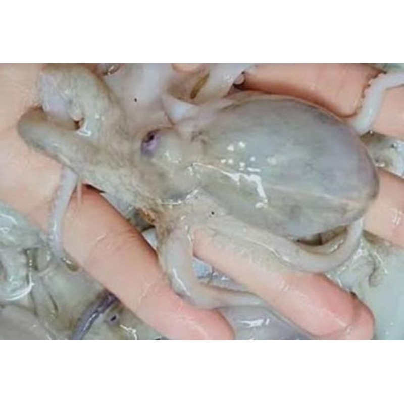 

baby gurita murah banget