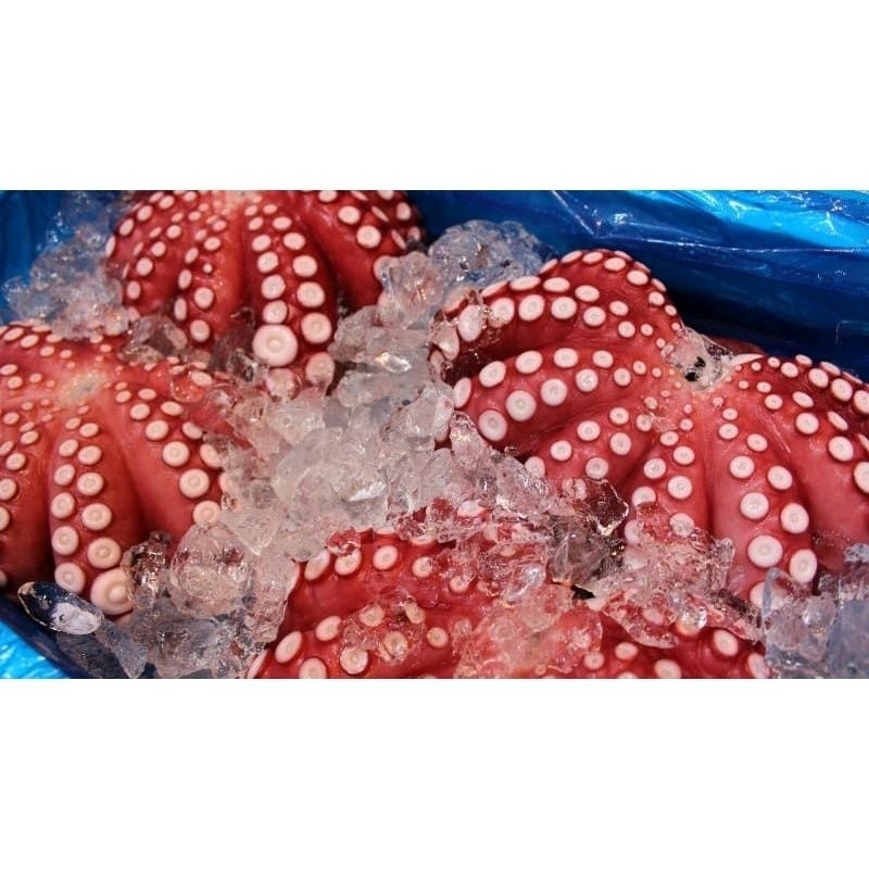 

Gurita Flower Cook / Octopus Flower Whole/Besar/Premium