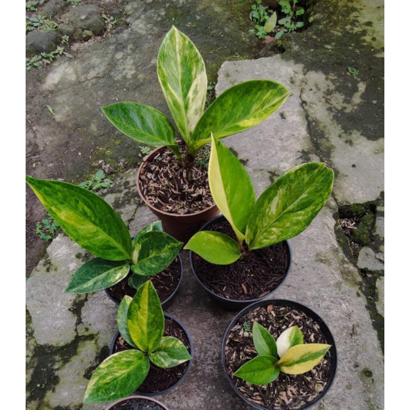 JEMANI VARIGATA ANTHURIUM VARIGATA