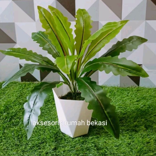 PROMO DAUN GELOMBANG CINTA PLASTIK / DAUN KADAKA ARTIFICIAL DENGAN POT DIAMOND