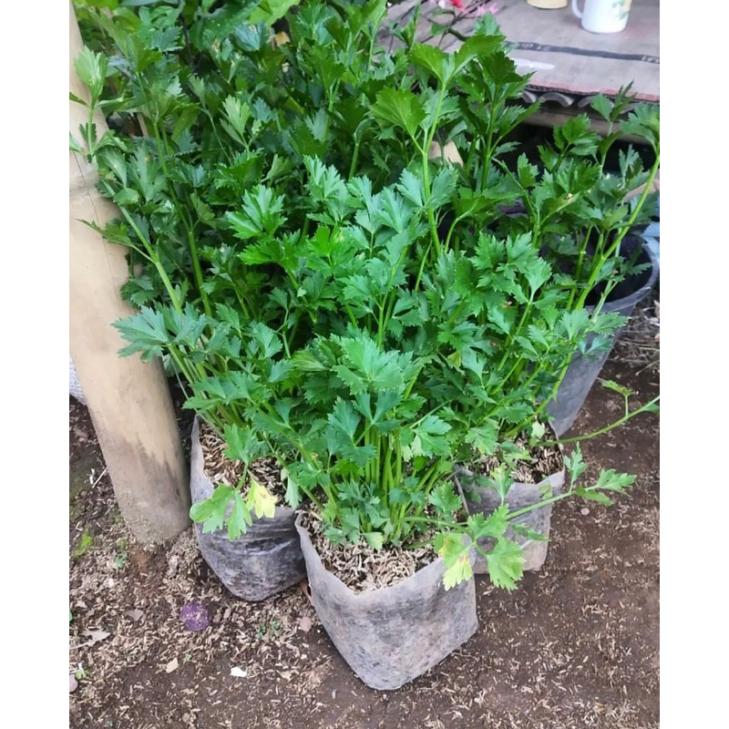 Seledri Siap Tanam / seledri batang besar sayuran seledri - Gardenlia