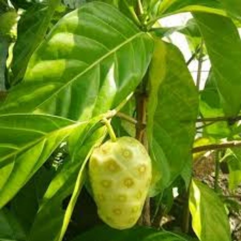 

Daun Mengkudu/Daun Pace