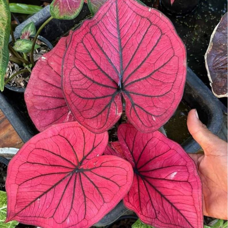 Bonggol Tanaman hias caladium / keladi RED GUARDIAN THAILAND THE SERIE