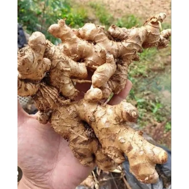 

lempuyang segar 1 kg termurah lampunyang organik segar