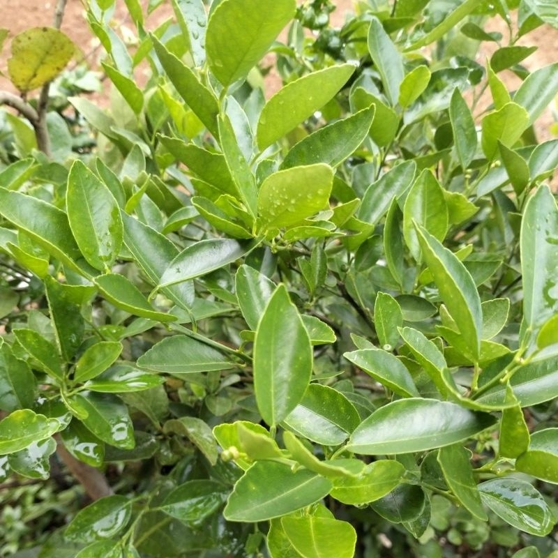 

Daun Jeruk Purut 250Gram