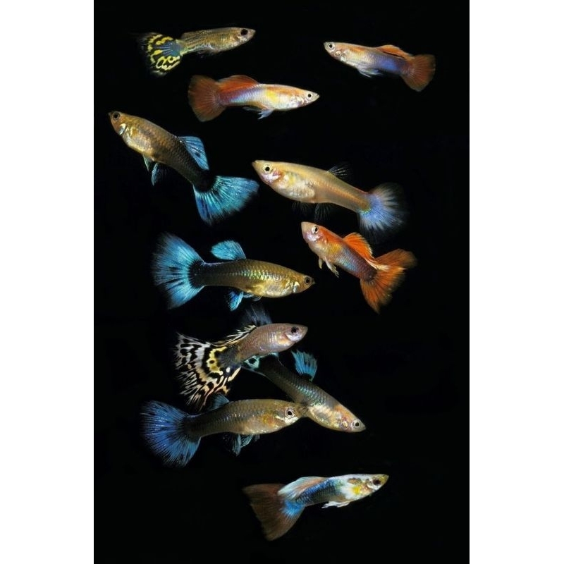 guppy cendolan sepasang ikan gupy cendolan