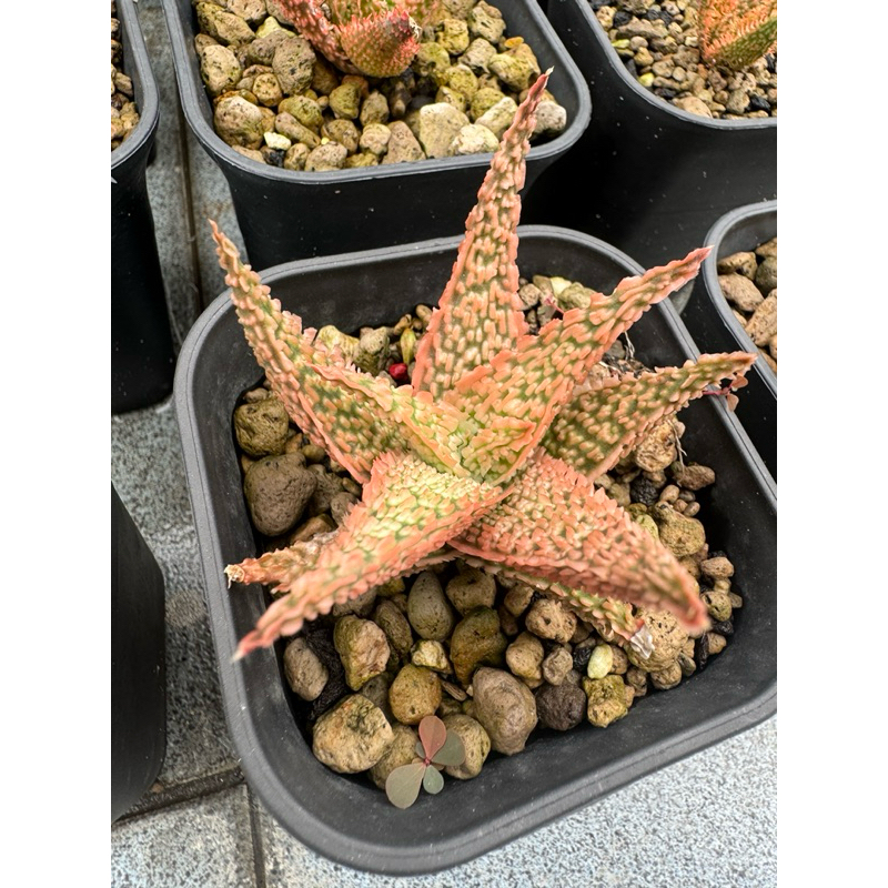 Aloe hybrid TCT secret garden / anakan tanaman sukulen