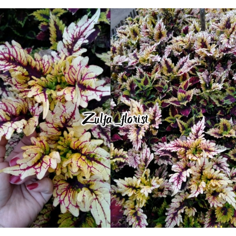 Bunga miana premium Cendrawasih - tanaman hias/celous