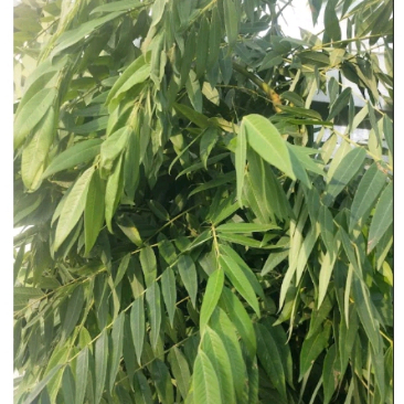 

Daun jati cina segar / Daun jati china herbal kesehatan tubuh