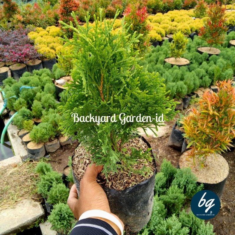 Cemara Wangi/ Cemara natal/ pohon natal/ tanaman hias