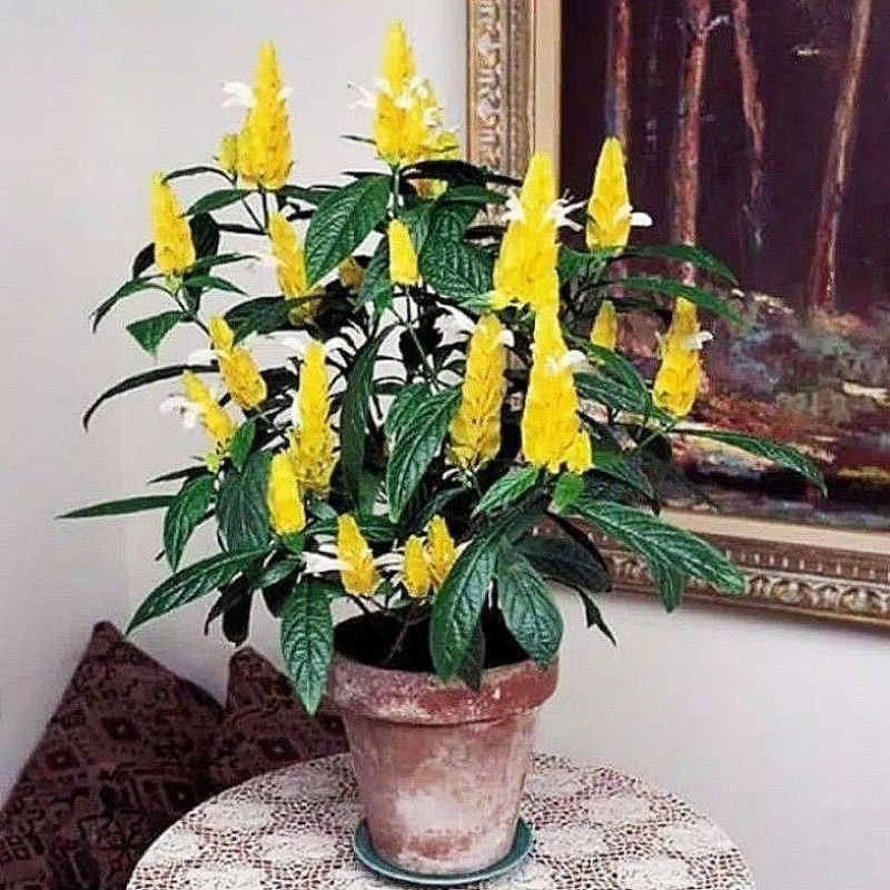 ( BISA COD ) Tanaman Hias Lolipop Bunga Kuning / Bunga Hias Lilin Lolipop Kuning Tanaman Hidup Lilin