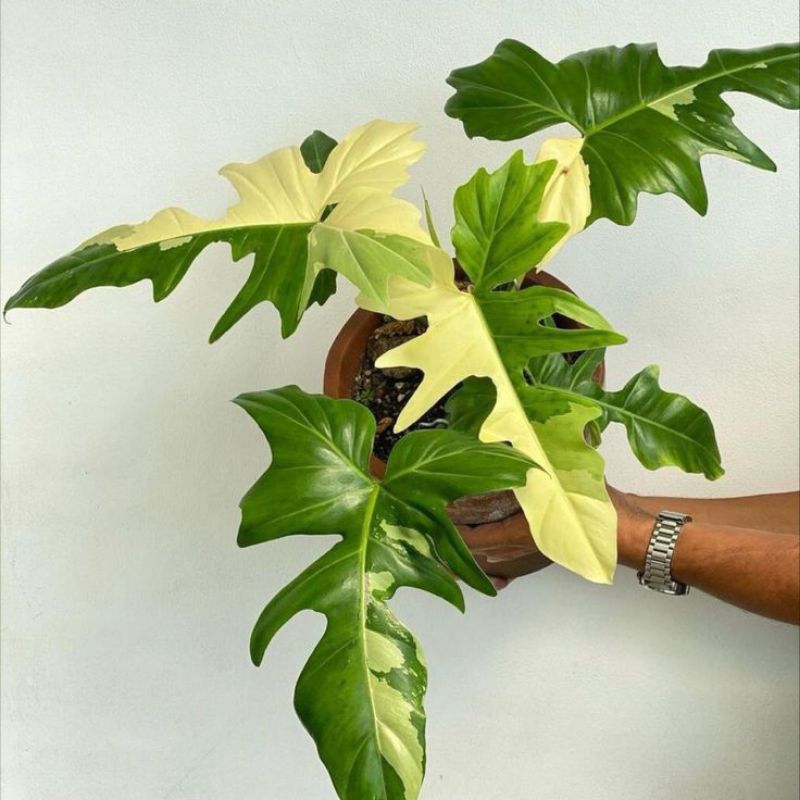 bonggol philodendron dragon varigata