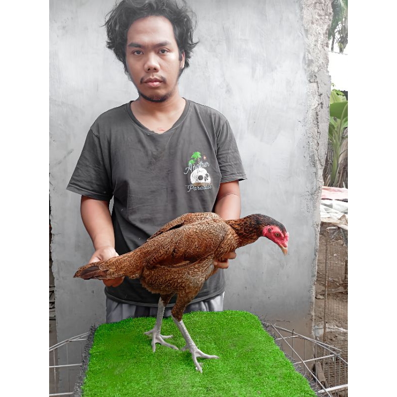 Betina mangon yokere x pama ninja - babon pama ninja - babon mangon yokkere