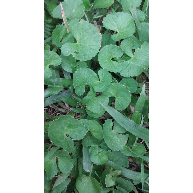 

DAUN ANTANAN/PEGAGAN