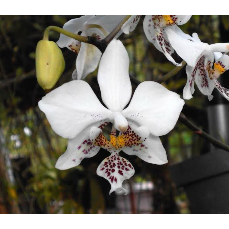 phalaenopsis stuartiana