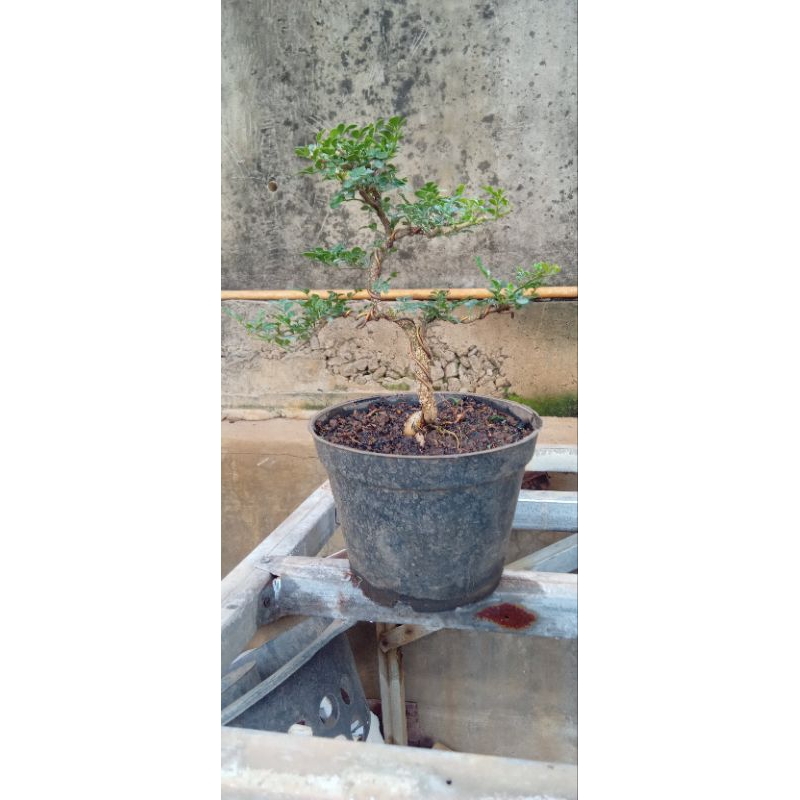bonsai kawista batu