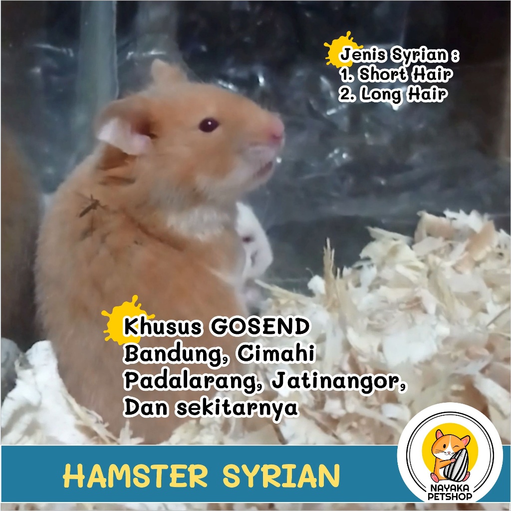 Hamster Syrian Short SH Hair Omen Syria Long Hair LH SirianAnakan Siryan Hewan