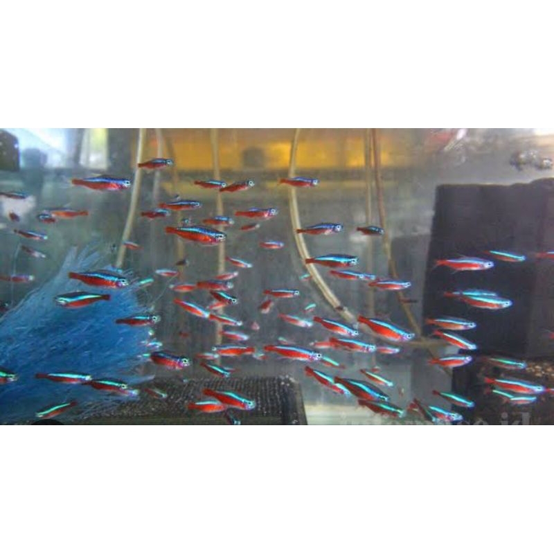 IKAN HIAS TETRA NEON CARDINAL RED NOSE AMANDAE BLUE KERRY HIASAN AQUARIUM