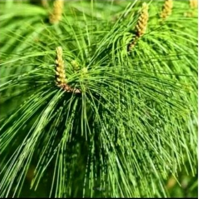 

Daun pinus segar,daun herbal kaya manfaat, untuk herbal, dekorasi,art ,dll per 500 gram