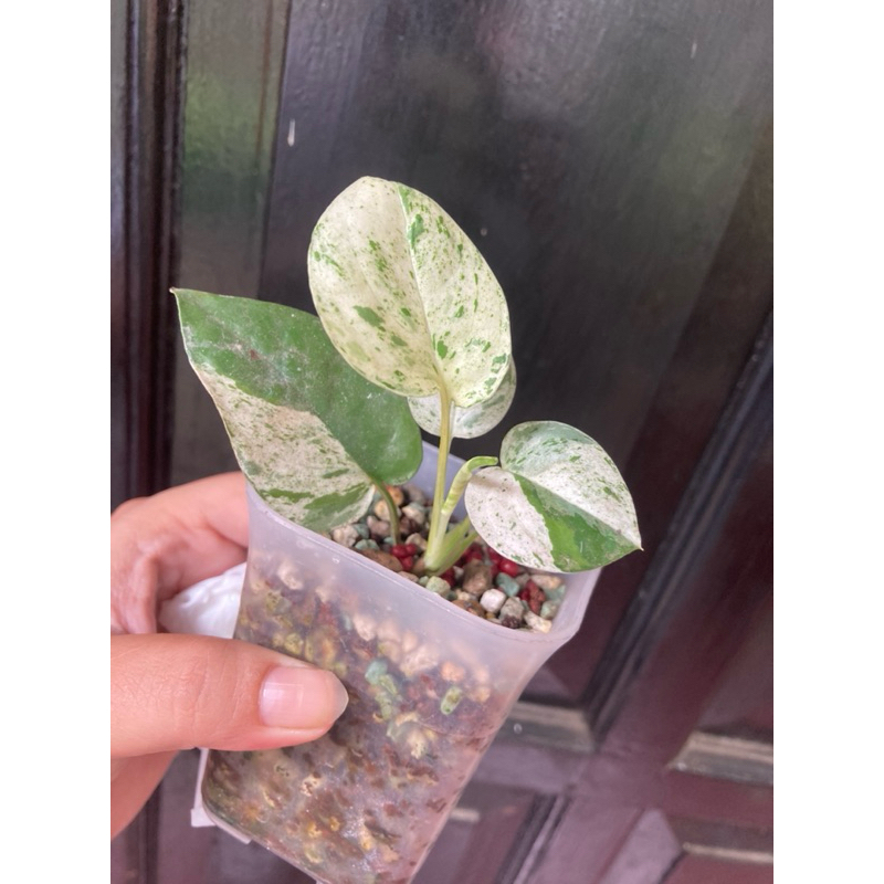 epipremnum pinnatum marble variegata real pic