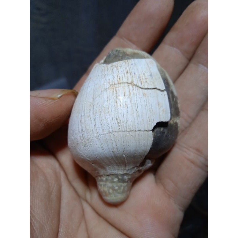 fosil keong