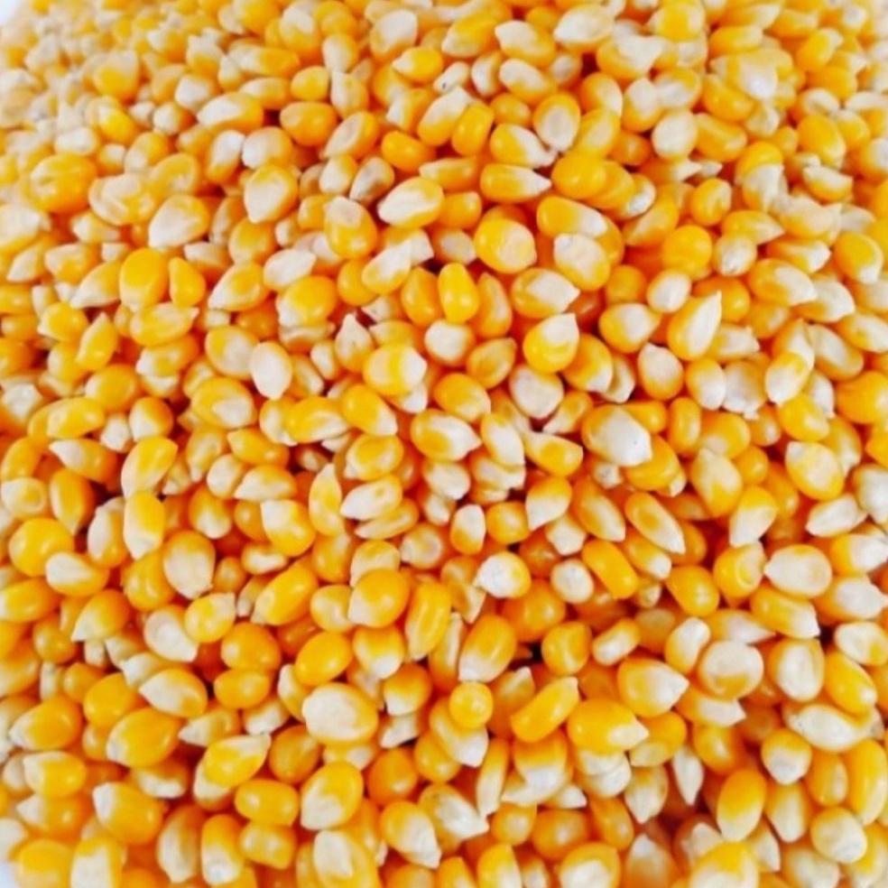 

74 Biji Jagung Popcorn Premium 1kg - Corn Kernel Harga Termurah