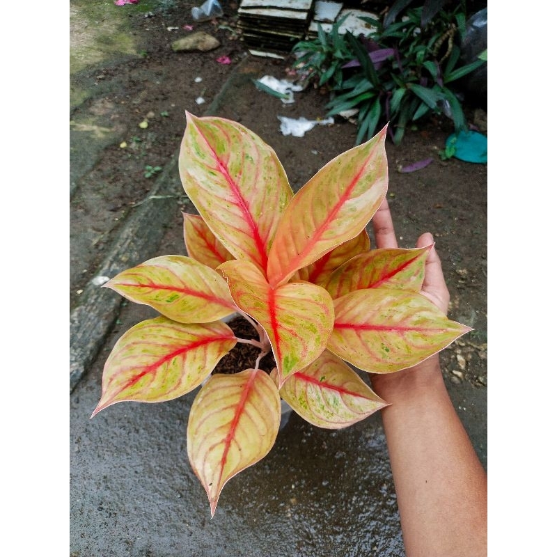 aglaonema langka robert