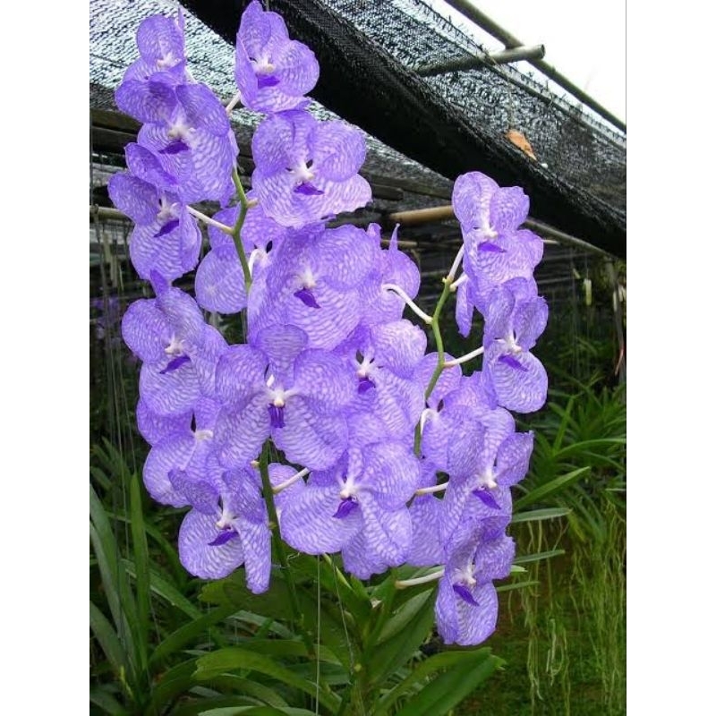 vanda coerulea