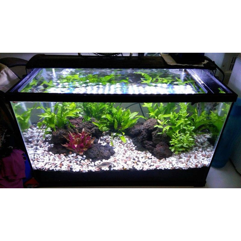 Batu Hias Taman dan Akuarium (Warna Biru) - Ukuran Sedang