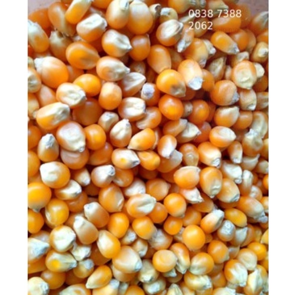 

✿Best Terlaris✰➮ Popcorn Mushroom 200g Mekar Bulat Bulat F62