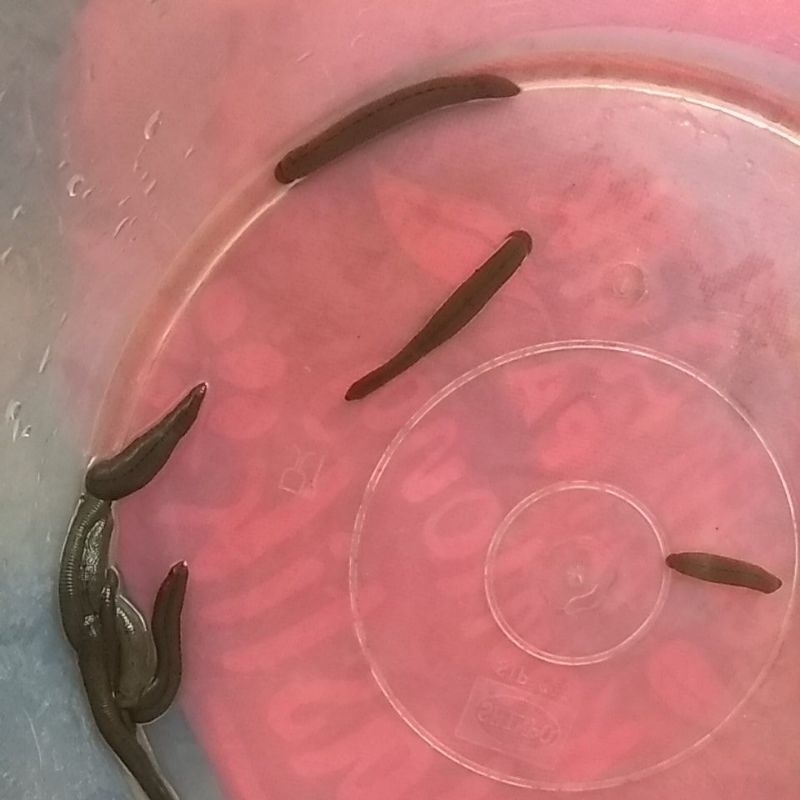 lintah terapi sedang untuk terapi diabets