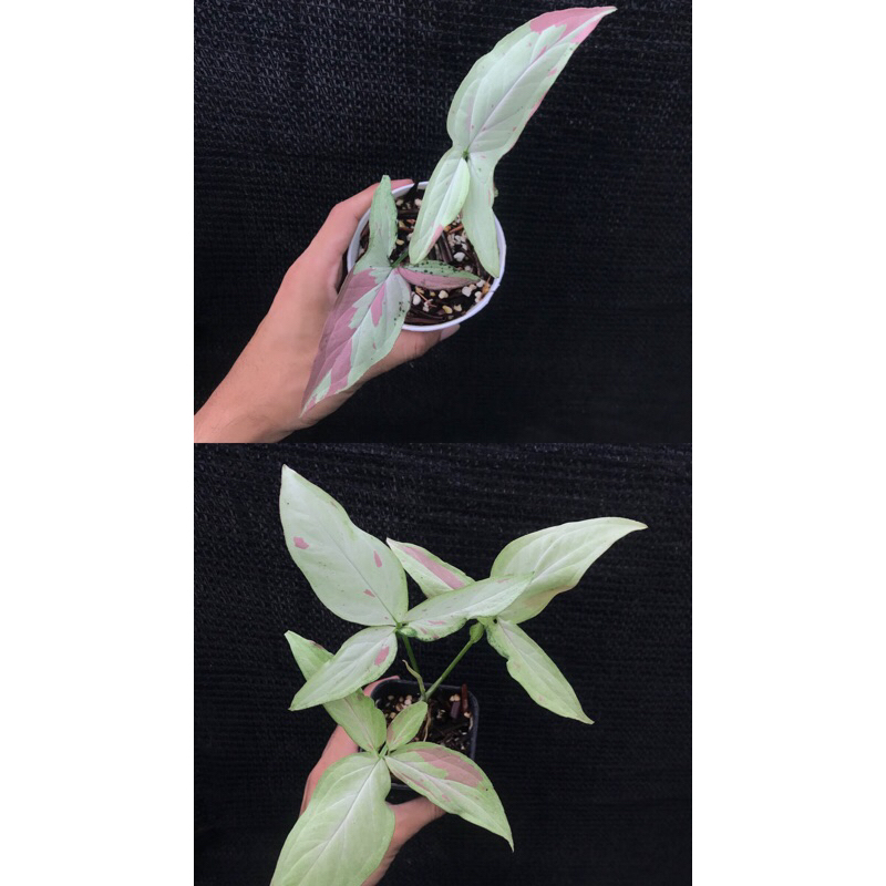 syngonium pink salmon