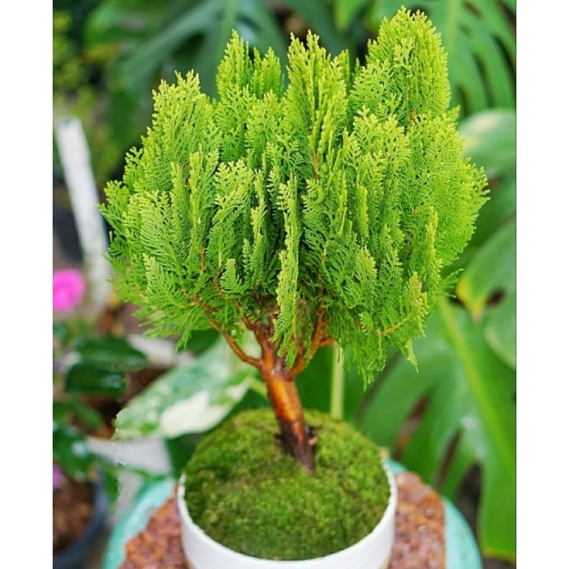 Bonsai Mame Cemara-Cemara kipas- Dikirim disertakan pot dan media tanam