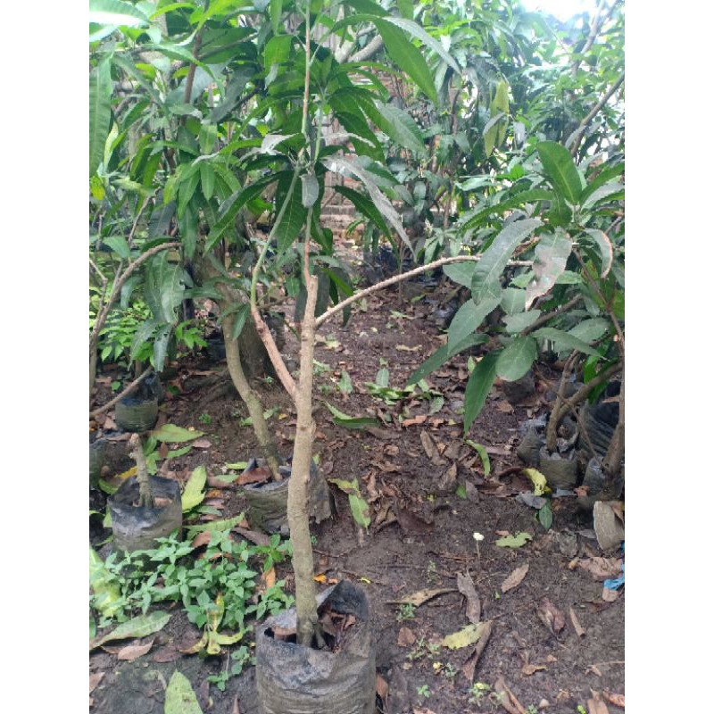 Bibit mangga kombinasi Red ivory & Agrimania