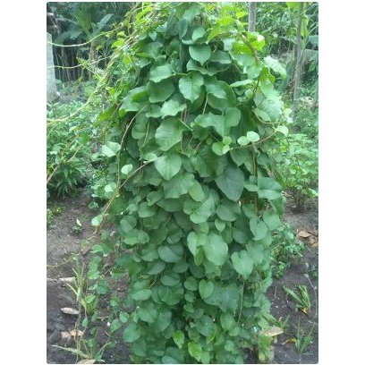 

herbal daun binahong hijau segar 100 lembar