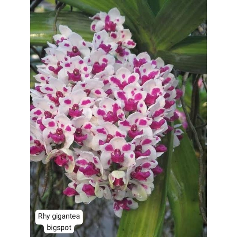 gigantea bigspot