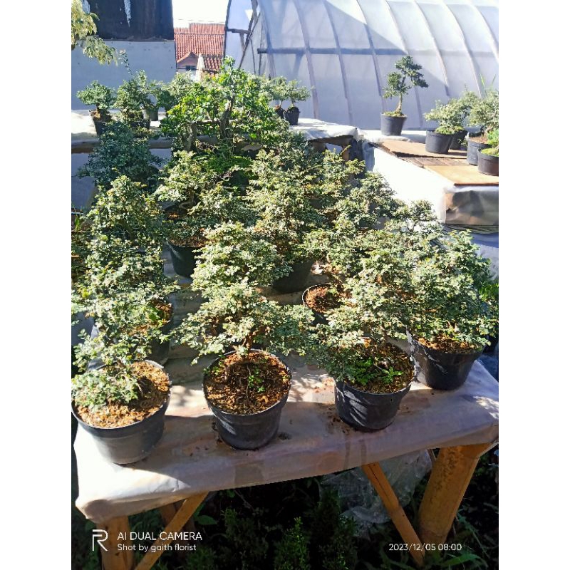 tanaman hias bonsai ulmus micro varigata siap pajang ukuran pot 17