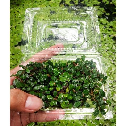 ヽ༼ຈل͜ຈ༽ﾉ [Promo] Buce Bucephalandra super mini & micro clump porsi mika ➶