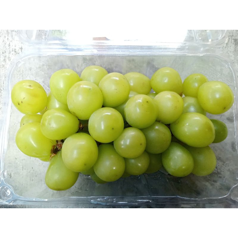 

Anggur Musqaat Tanpa Biji