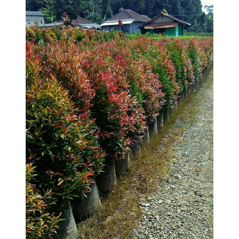 Tanaman hias pucuk merah tinggi 80 cm - 1 meter / pohon pucuk merah