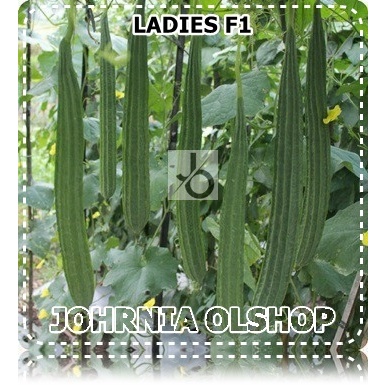 Johrnia 2 Benih Biji Oyong LADIES F1