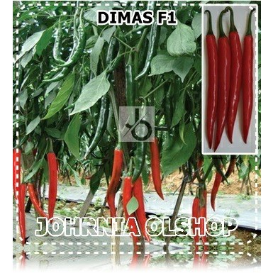 Johrnia 10 Benih Biji Cabe Besar DIMAS F1